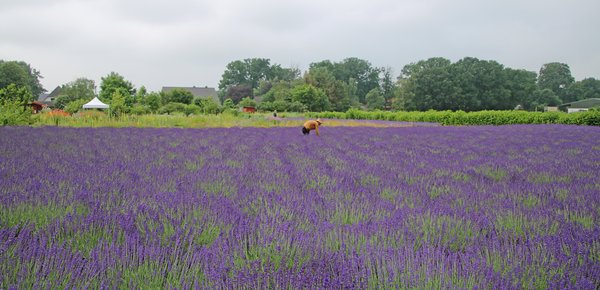 Panorama mit Lavendel und Gärtner