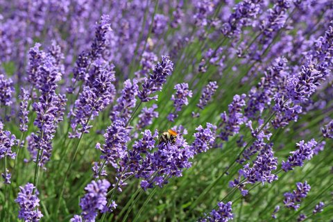 Fleißige Biene im Lavendel
