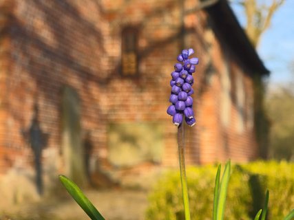 Lilafarbene Traubenhyazinthe vor der Kirche im Abendlicht