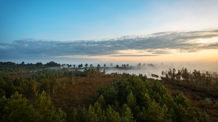 Mystische Atmosphäre im nebelverhangenen Huvenhoopsmoor frühmorgens aus der Vogelperspektive