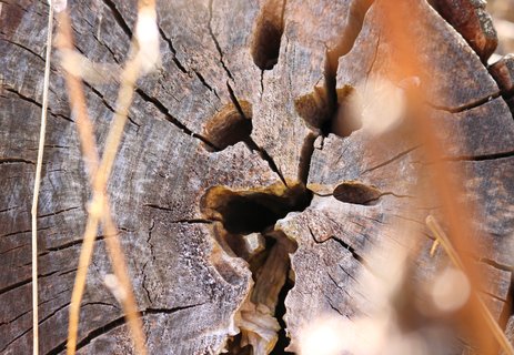 Blick in einen Baumstamm