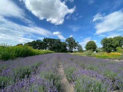 Das kleinere der beiden Lavendelfelder im Kräuterfeld Stapel blüht satt lila