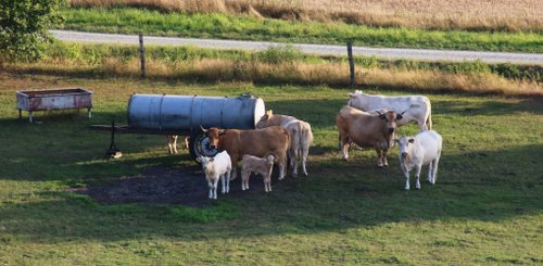Weiße und braune Rinder von oben, sie stehen an einer Tränke
