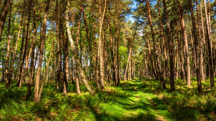 Bäume und Bodenbewuchs in frischem Grün im Wald auf dem Wanderweg Federlohmühlen