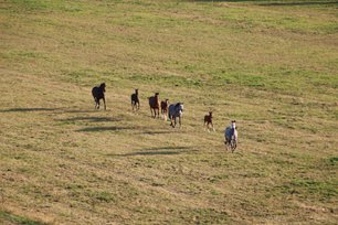 Pferde flüchten wegen der Geräusche des Ballons