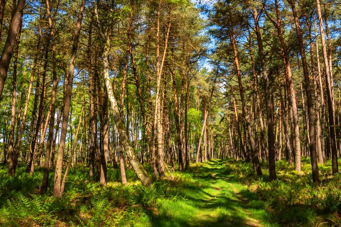 Bäume und Bodenbewuchs in frischem Grün im Wald auf dem Wanderweg Federlohmühlen