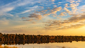 Kraniche fliegen abends zum Rastplatz im Tister Bauernmoor ein.
