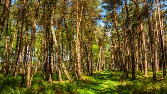 Bäume und Bodenbewuchs in frischem Grün im Wald auf dem Wanderweg Federlohmühlen