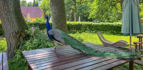 Ein Pfau steht auf einem Tisch im Landpark Lauenbrück