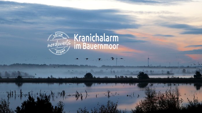 Titelmotiv der Story "Kranichalarm im Tister Bauernmoor"