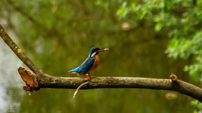 Ein blauer Eisvogel sitzt mit einem Fisch im Schnabel auf einem Ast, der über ein Gewässer ragt