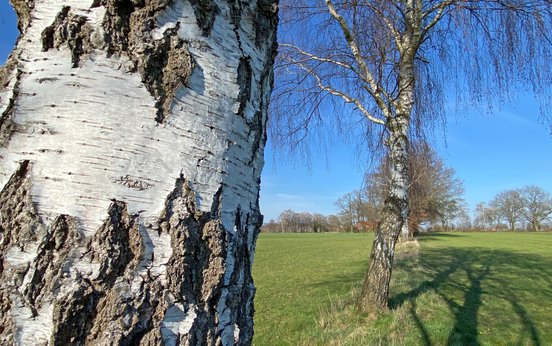 Birken, Felder und Almuths Haus