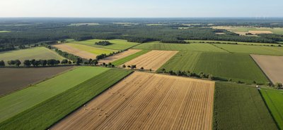 Grüne und gelbe Felder, im Hintergrund ein Wald