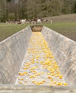 Futtertrog vor Damwildherde
