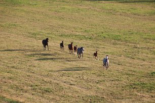 Pferde flüchten wegen der Geräusche des Ballons