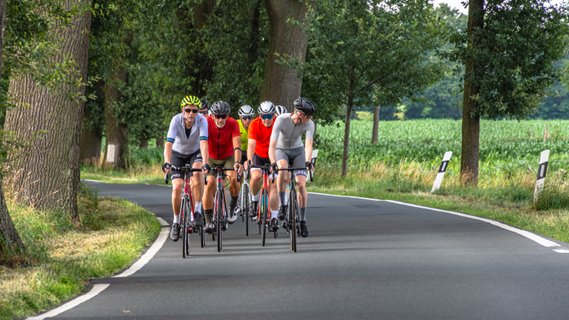 Eine Gruppe Rennradfahrer fährt in einem Pulk auf einer Allee mit neuem Asphalt