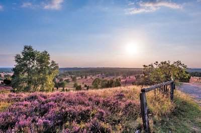Sonnenuntergang am Wilseder Berg mit Blick in die blühende Lüneburger Heide