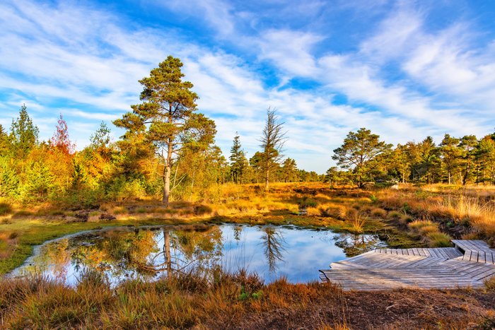 Abendstimmung an einem Teich mit Holzterrasse im Tister Bauernmoor