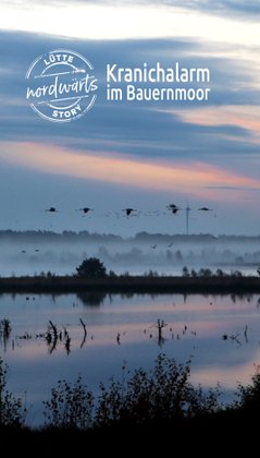 Plakat zum Anklicken für die Story "Kranichalarm im Tister Bauernmoor"