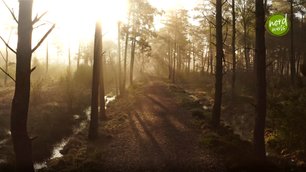 Die Sonne scheint durch die Bäume im mystischen Moor
