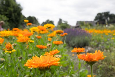 Feld mit orangefarbenen Blumen