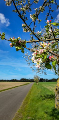 Ein lebendiger Apfelbaumzweig mit rosa und weißen Blüten steht im Fokus, der Hintergrund zeigt eine weite, grüne Landschaft.