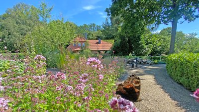 Schmetterling auf einer lila blühenden Pflanze im Bibelgarten der Kirche in Horstedt