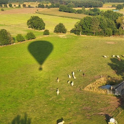 Der Schatten des Ballons fällt auf eine Weide mit weißen Rindern