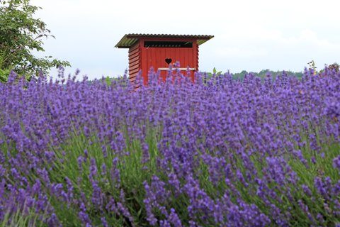Toilette im Lavendelfeld