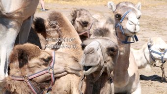 Titelmotiv der Story "Kamele und Kunst"