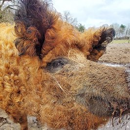 Ein Wollschwein mit rötlichem gekräuselten Fell schaut im Landpark Lauenbrück scheinbar grinsend in die Kamera