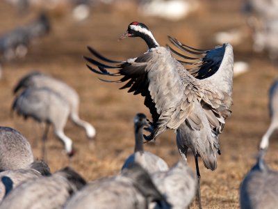 Ein Kranich tanzt auf dem Pausenplatz