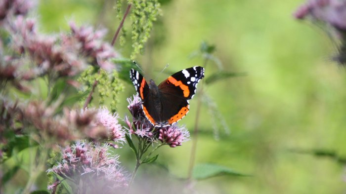 Ein Schmetterling trinkt Nektar auf einer lilafarbenen Blüte