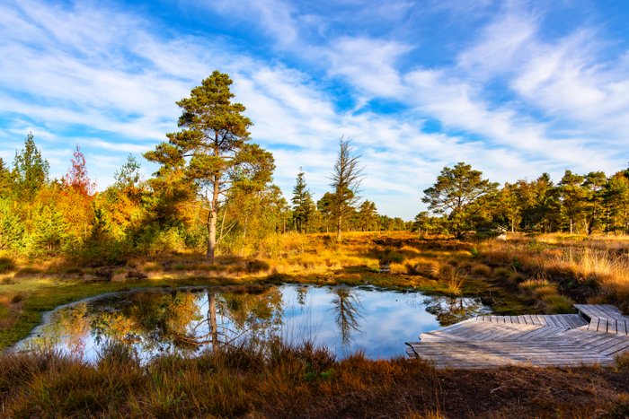 Teich mit hölzerner Plattform im herbstlichen Tister Bauernmoor bei strahlend blauem Himmel