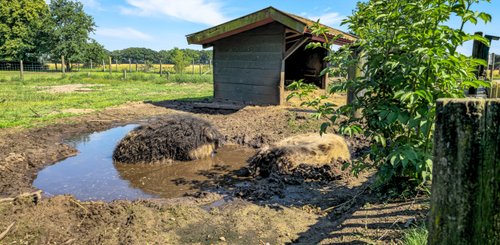 Wollschweine liegen in der Suhle im Landpark Lauenbrück