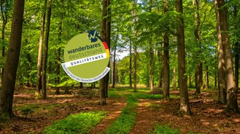 Weg durch den frühlingshaften dicht bewaldeten Privatforst Buhlen, auf dem Bild ist das Zertifikat der Tramtour zu sehen