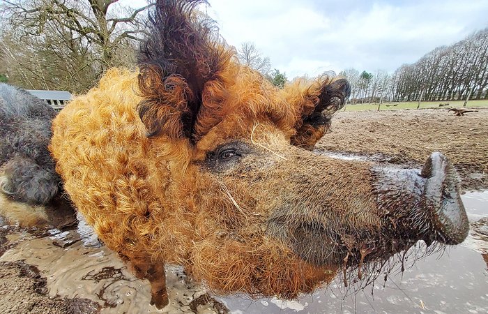 Ein Wollschwein mit rötlichem gekräuselten Fell schaut im Landpark Lauenbrück scheinbar grinsend in die Kamera