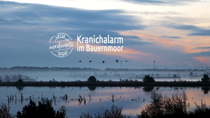 Titelmotiv der Story "Kranichalarm im Tister Bauernmoor"