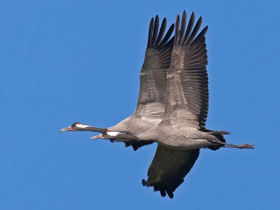Zwei Kraniche im Formationsflug vor strahlend blauem Himmel