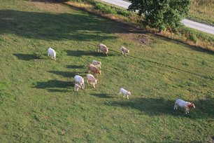 Weiße und braune Rinder flüchten mit ihren Kälbern vor dem Ballon