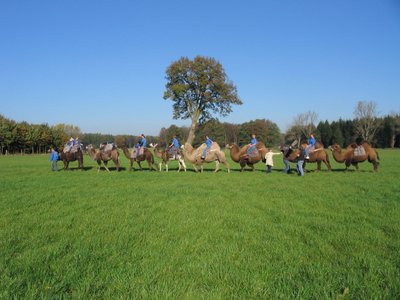 Eine Karawane mit acht Kamelen, Reitern und Kamelführern zieht durch die sommerliche Landschaft bei Visselhövede