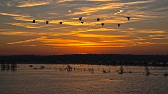 Kranichflug über dem Tister Bauernmoor bei Sonnenaufgang