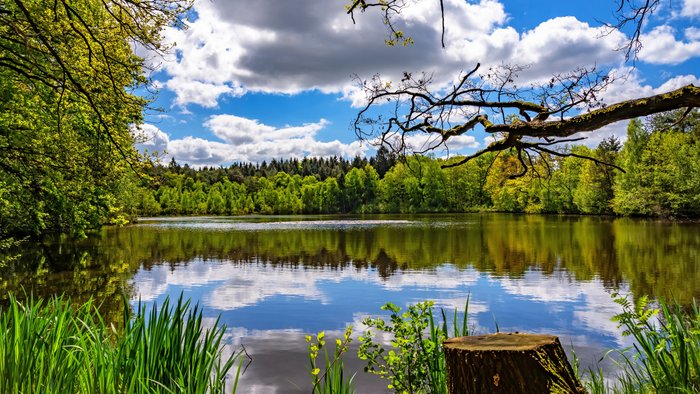 Blick auf einen romantischen Teich im Wald bei Federlohmühlen