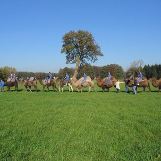 Eine Karawane mit acht Kamelen, Reitern und Kamelführern zieht durch die sommerliche Landschaft bei Visselhövede
