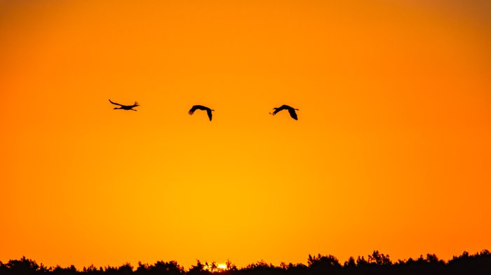 Kranichzug bei Sonnenuntergang, Foto: Björn Wengler Fotografie