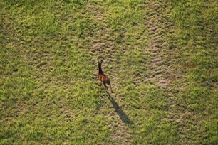 Ein Reh flüchtet auf einer grünen Wiese vor dem Ballon