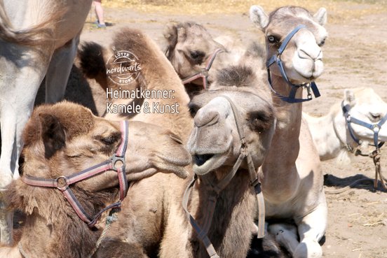 Titelmotiv der Story "Kamele und Kunst"