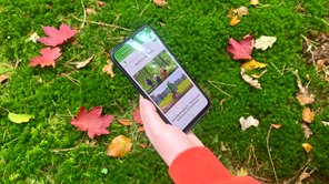 Eine Frau schaut im Wald auf ihr Mobiltelefon, um sich auf der Seite app.nordwaerts.de zu informieren