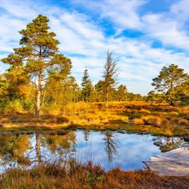 Abendstimmung an einem Teich mit Holzterrasse im Tister Bauernmoor