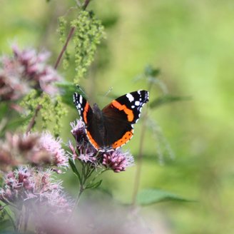 Ein Schmetterling trinkt Nektar auf einer lilafarbenen Blüte